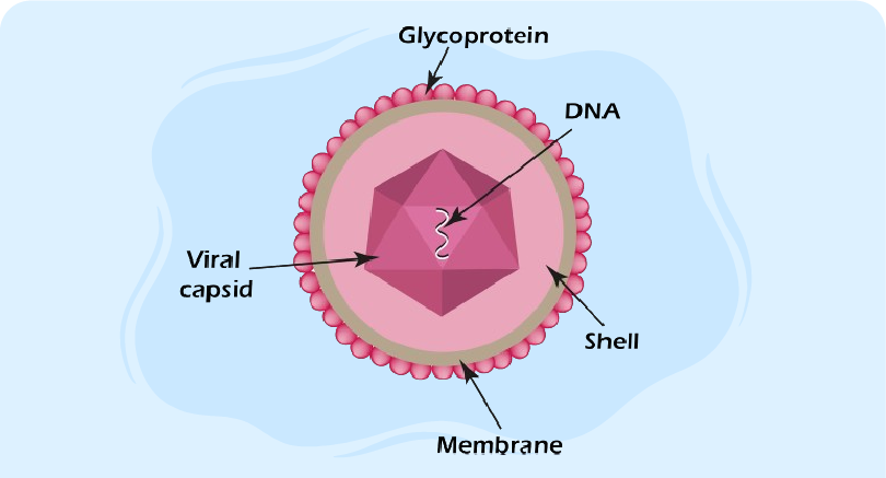 Expert approaches to cytomegalovirus