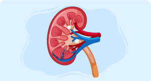 Kidney cysts guide