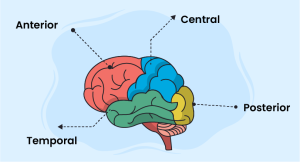 Absence seizures management