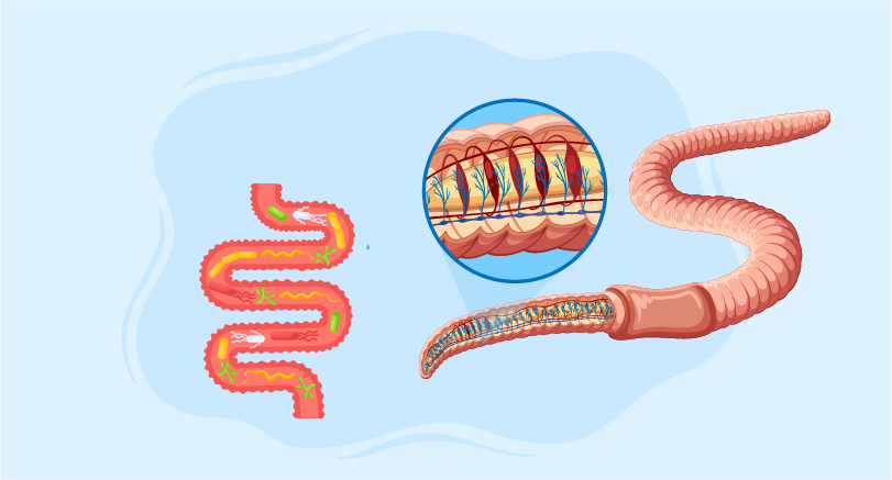 Illustration of an intestinal nematode inside the digestive tract, with a close-up of its body structure