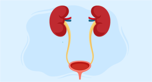 Antibiotic Strategies for Recurrent Bacteriuria
